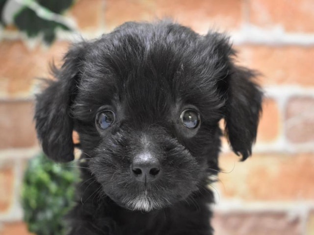 埼玉県のハーフ犬・ミックス犬 (ペッツワン蓮田店/2024年6月24日生まれ/男の子/ブラック)の子犬